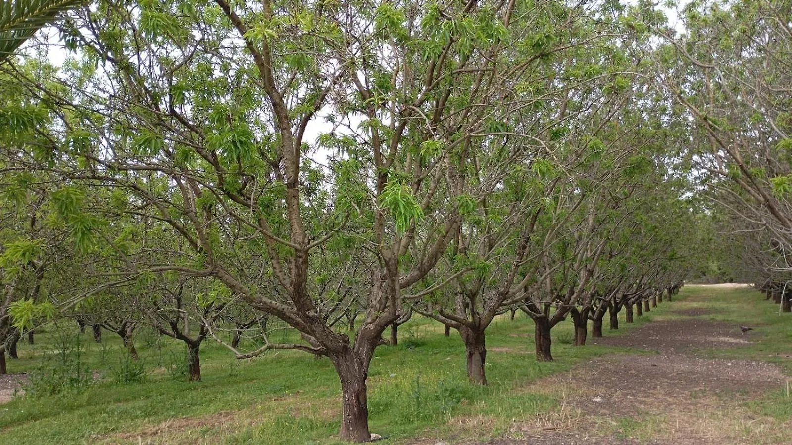 Kır Evi Casas Rurales Cortijo La Canada Estepa